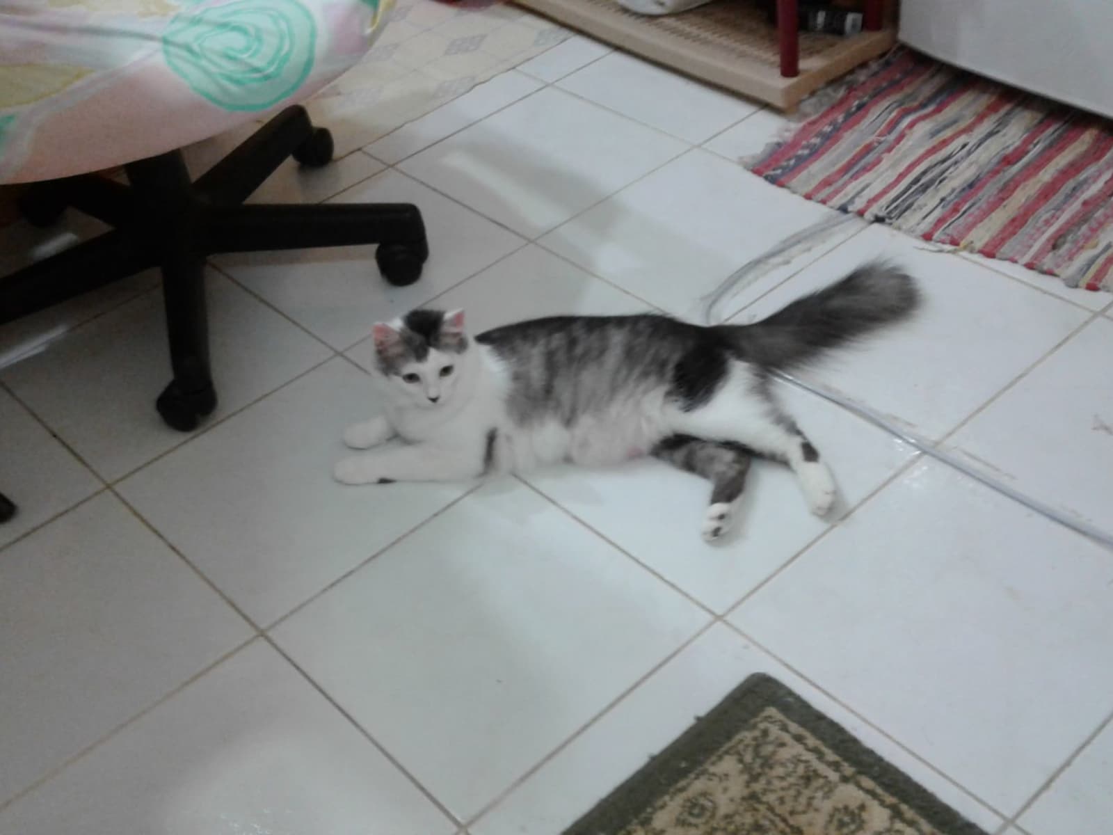 Housesitting assignment in Jeddah, Saudi Arabia