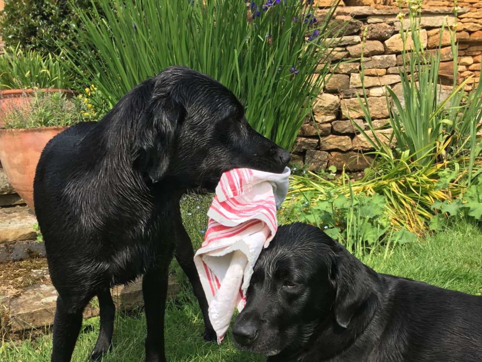 Housesitting assignment in Northampton, United Kingdom