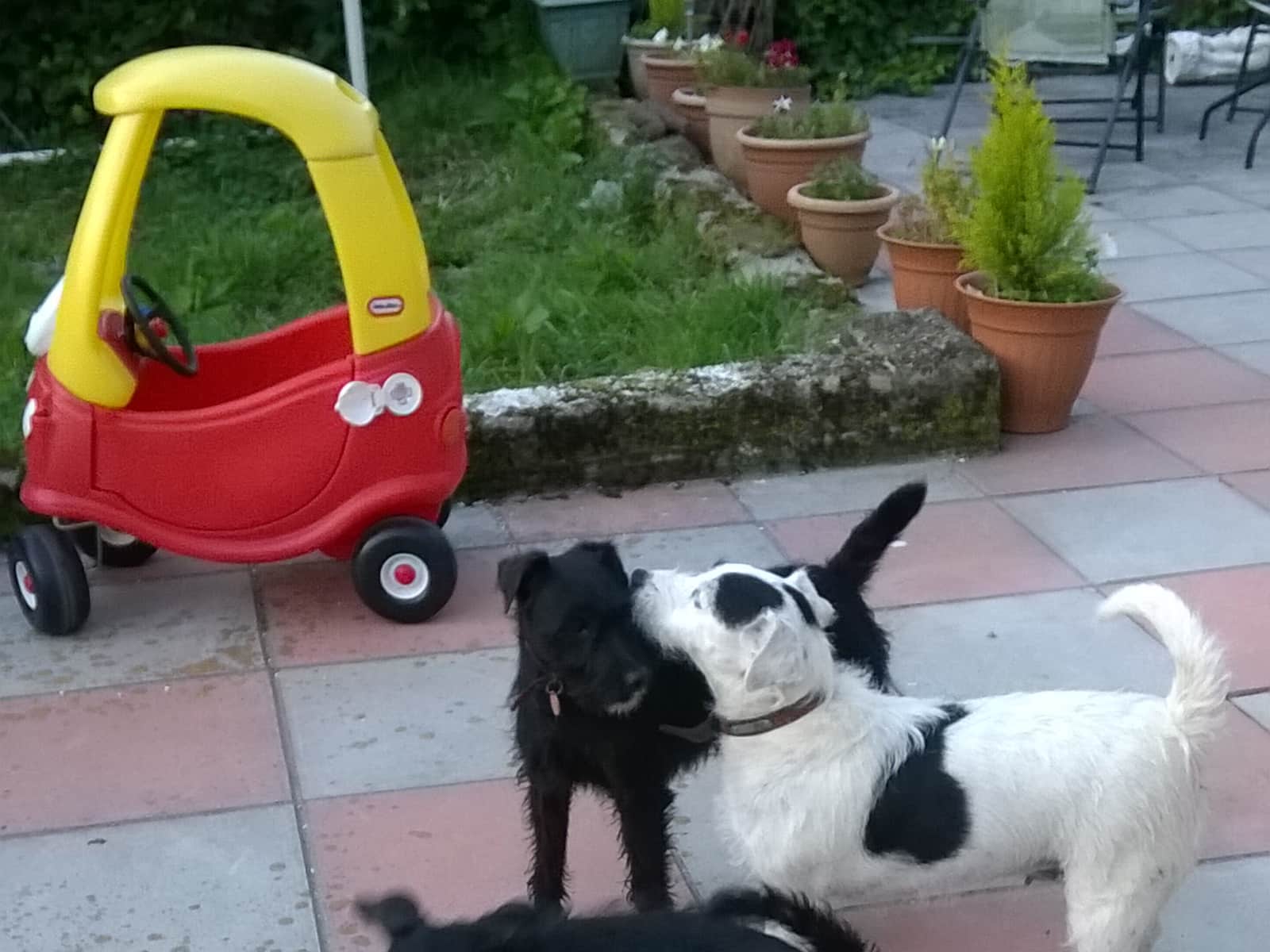Housesitting assignment in Treorchy, United Kingdom