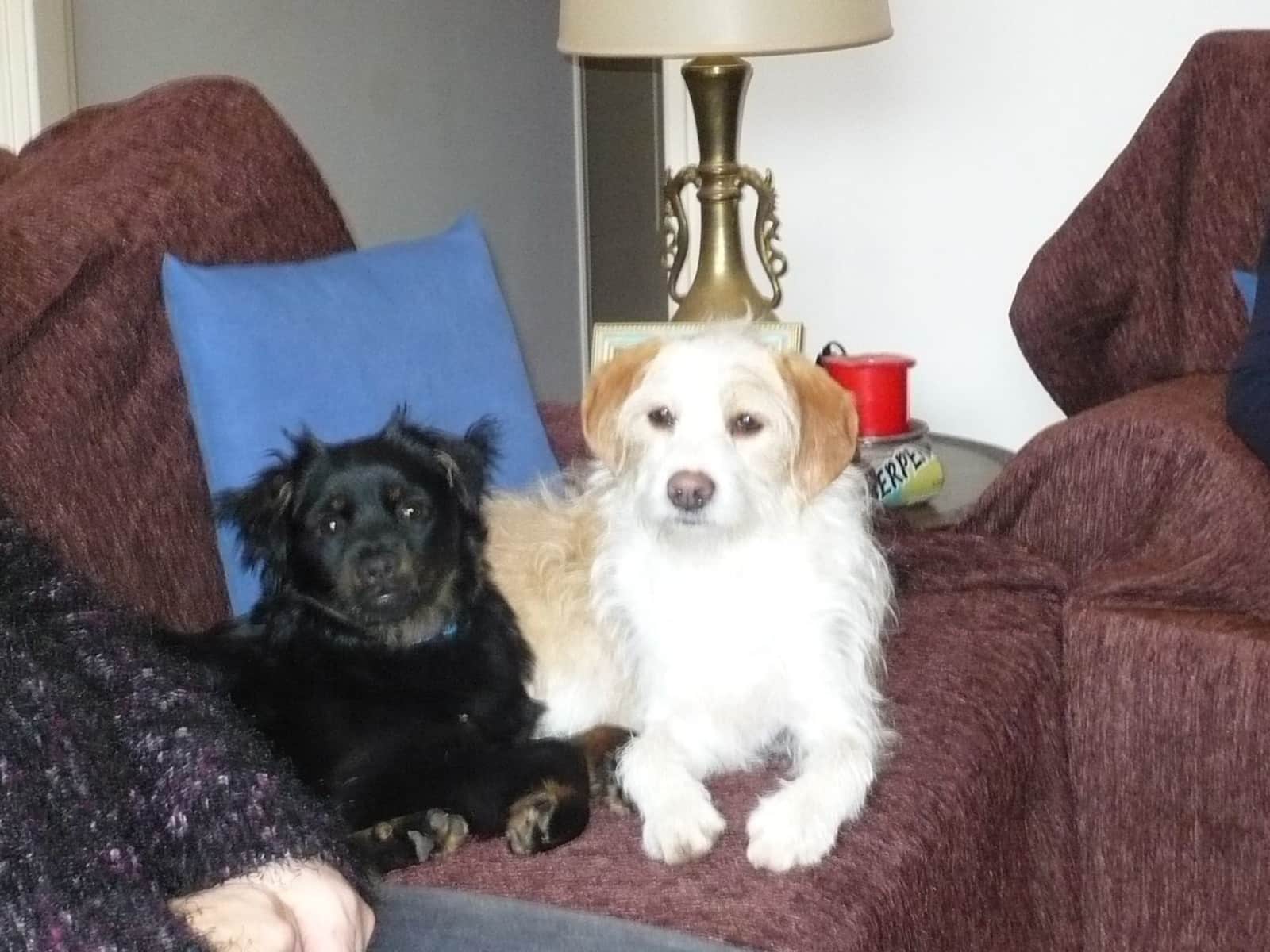 Housesitting assignment in Rethymno, Greece