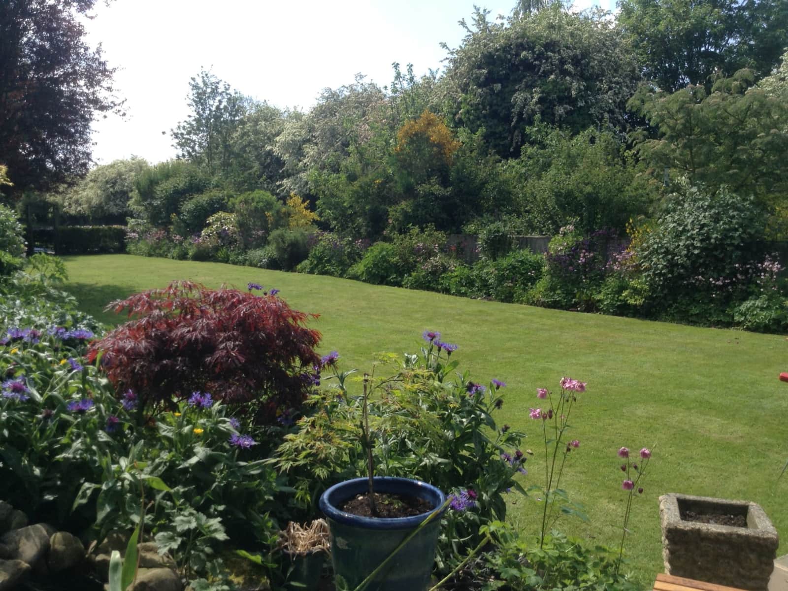 Housesitting assignment in Northallerton, United Kingdom