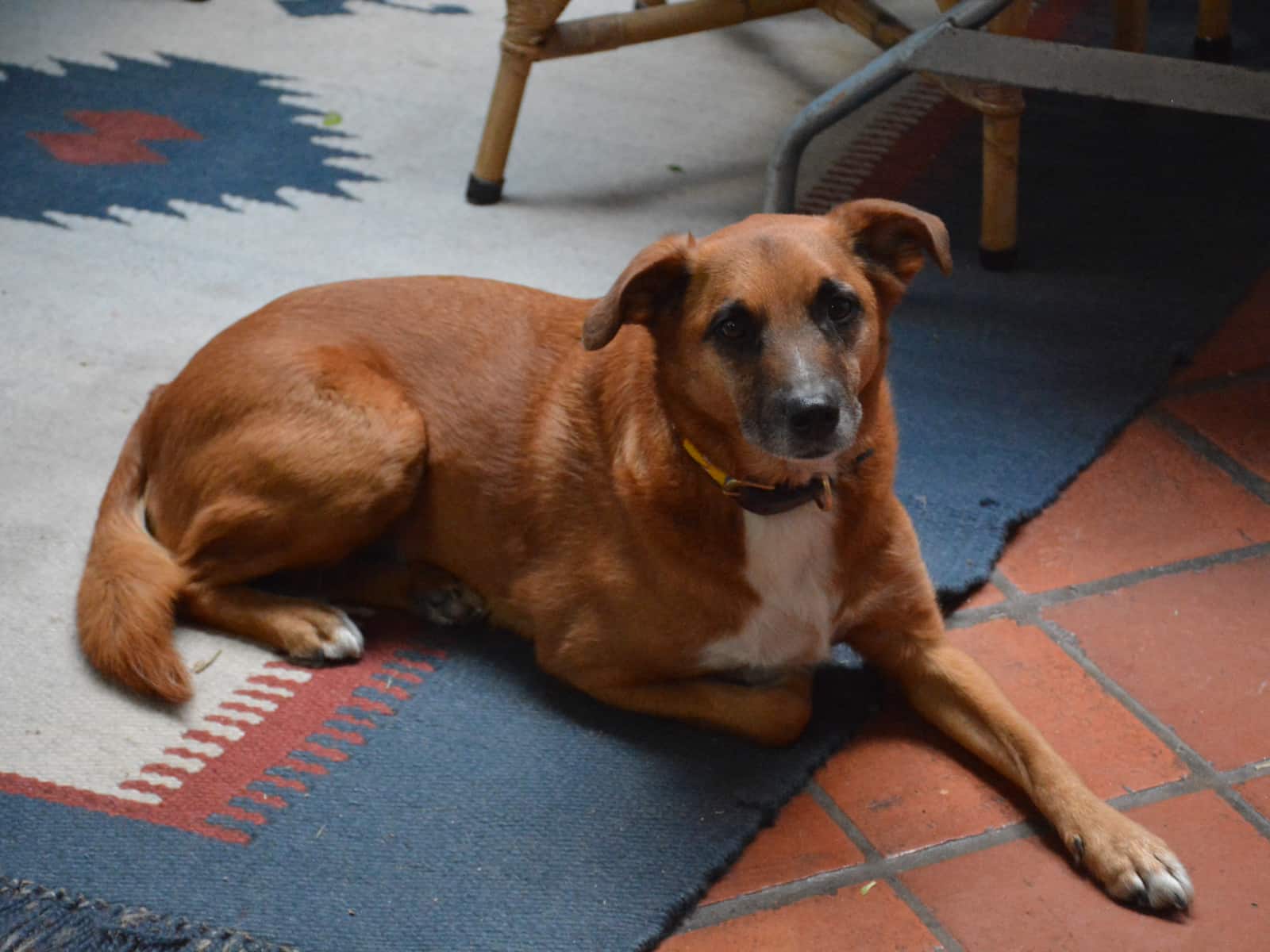 Housesitting assignment in Johannesburg, South Africa