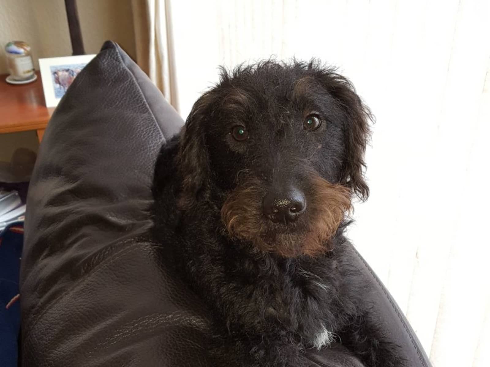 Housesitting assignment in Guisborough, United Kingdom