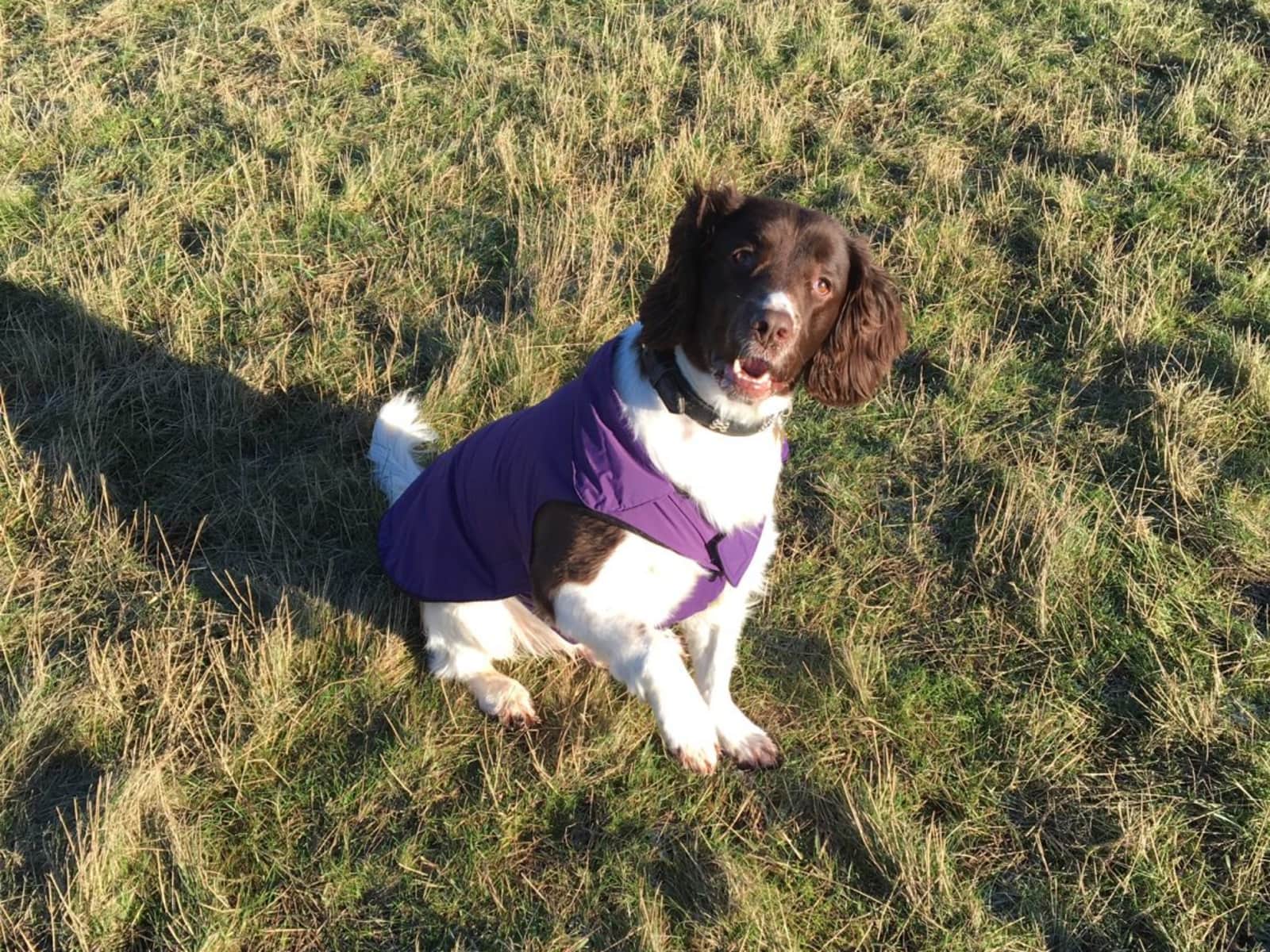 Housesitting assignment in Hull, United Kingdom