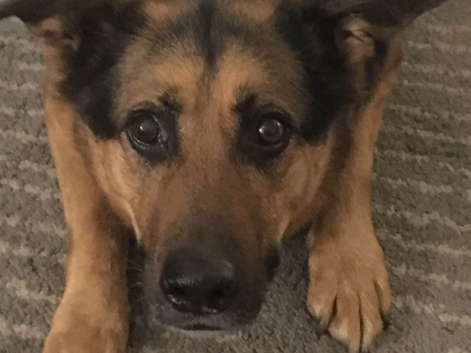 Housesitting assignment in Leeds, United Kingdom