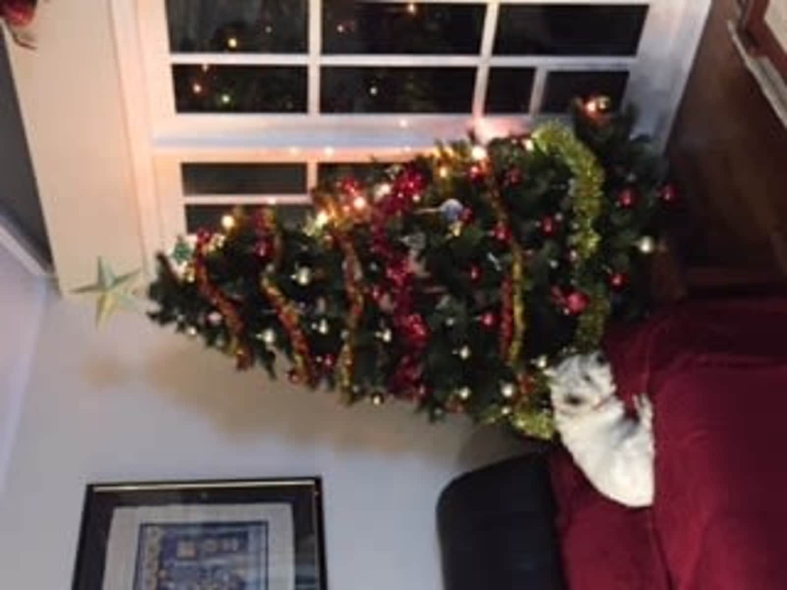 Housesitting assignment in Nedlands, Western Australia, Australia