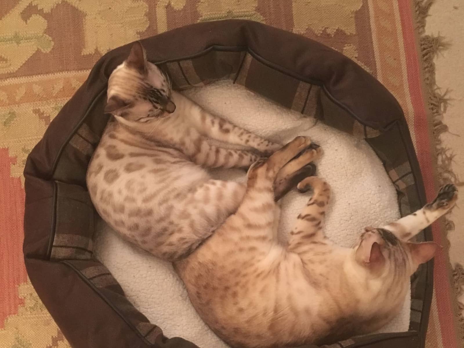 Housesitting assignment in Hove, United Kingdom