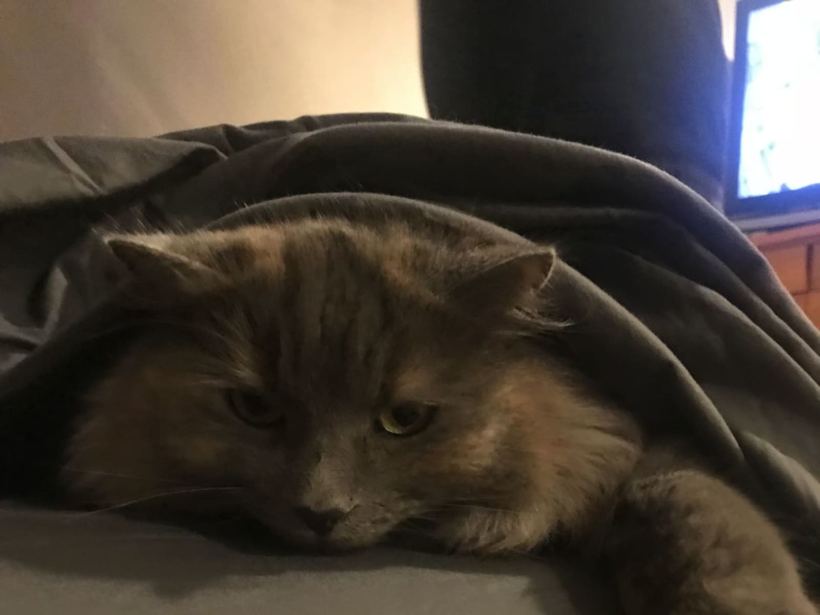 Housesitting assignment in Botany Downs, New Zealand