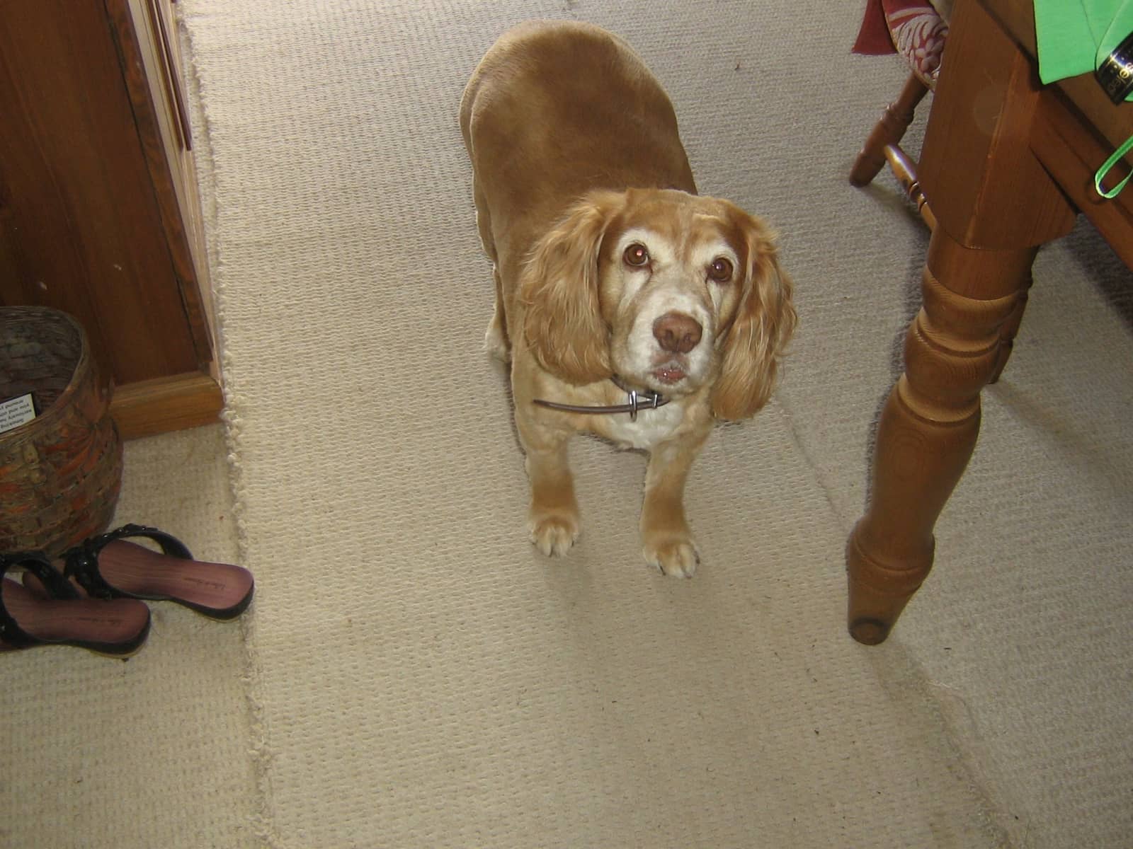 Housesitting assignment in Fareham, United Kingdom