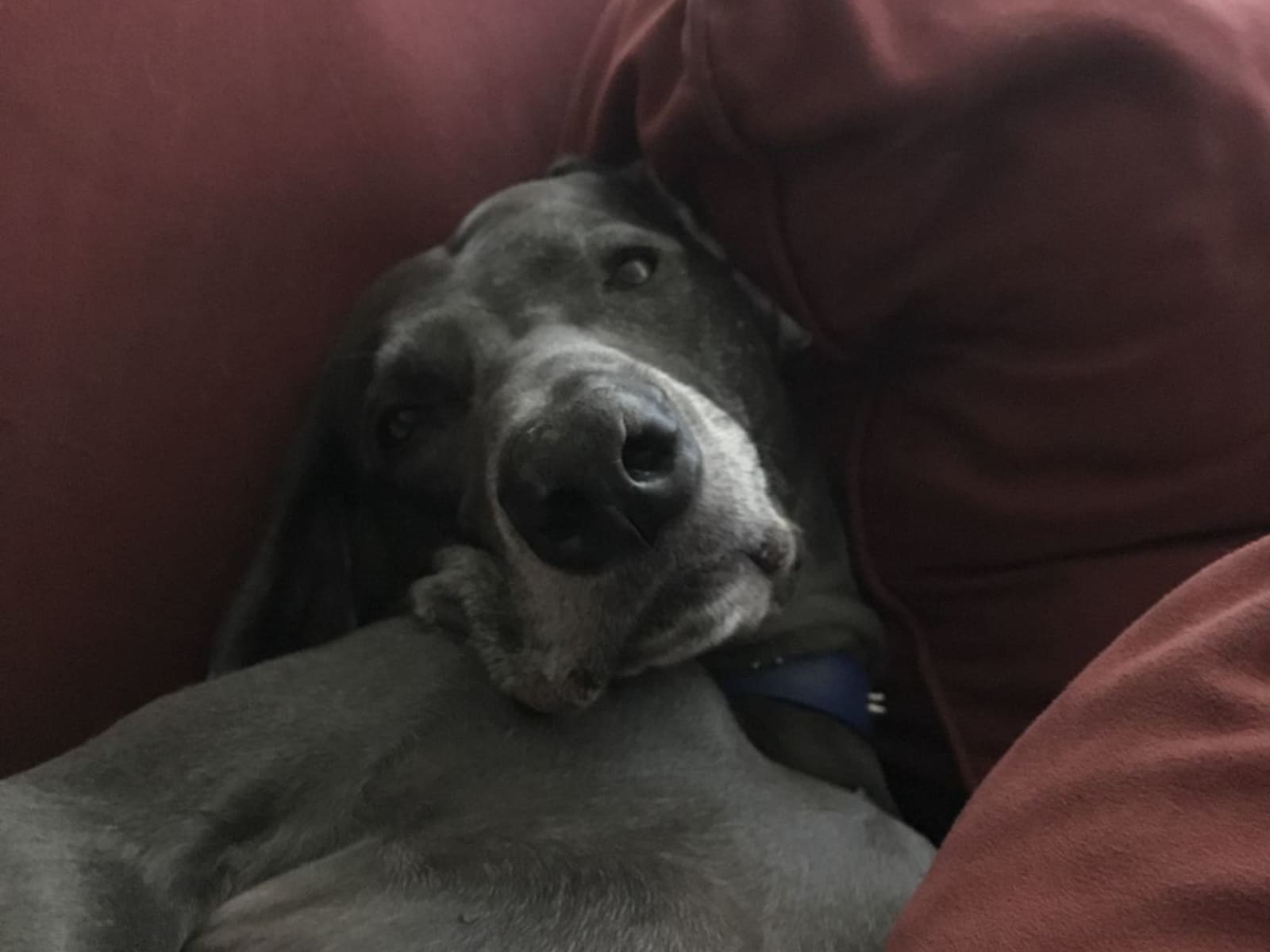 Housesitting assignment in Northridge, California, United States