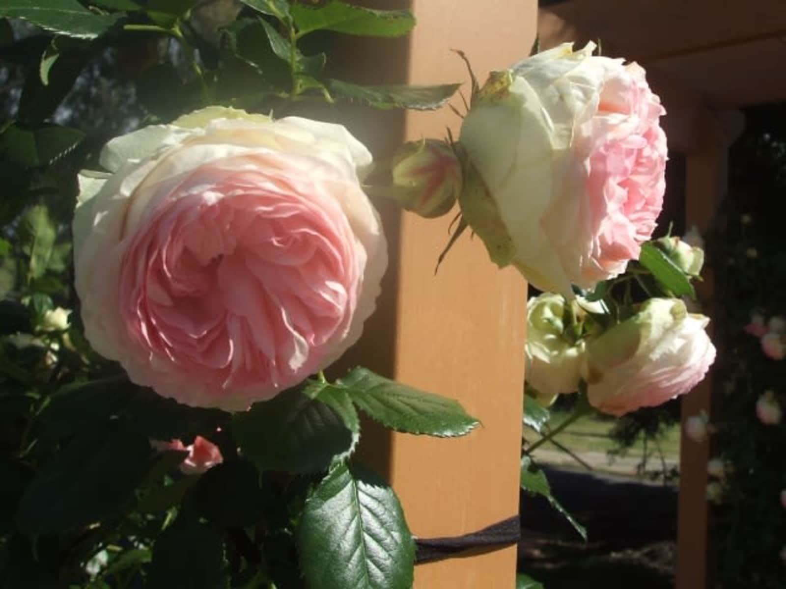 Housesitting assignment in Wodonga, Victoria, Australia