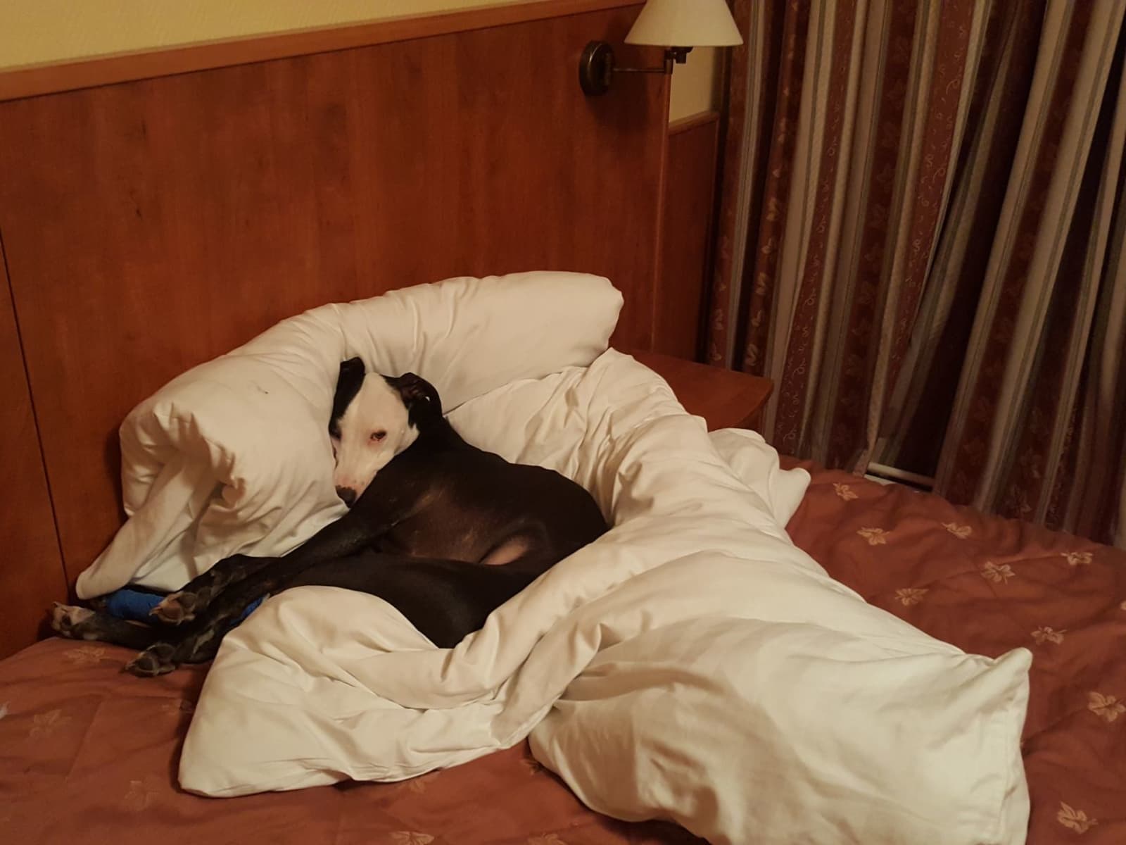 Housesitting assignment in Aberaeron, United Kingdom
