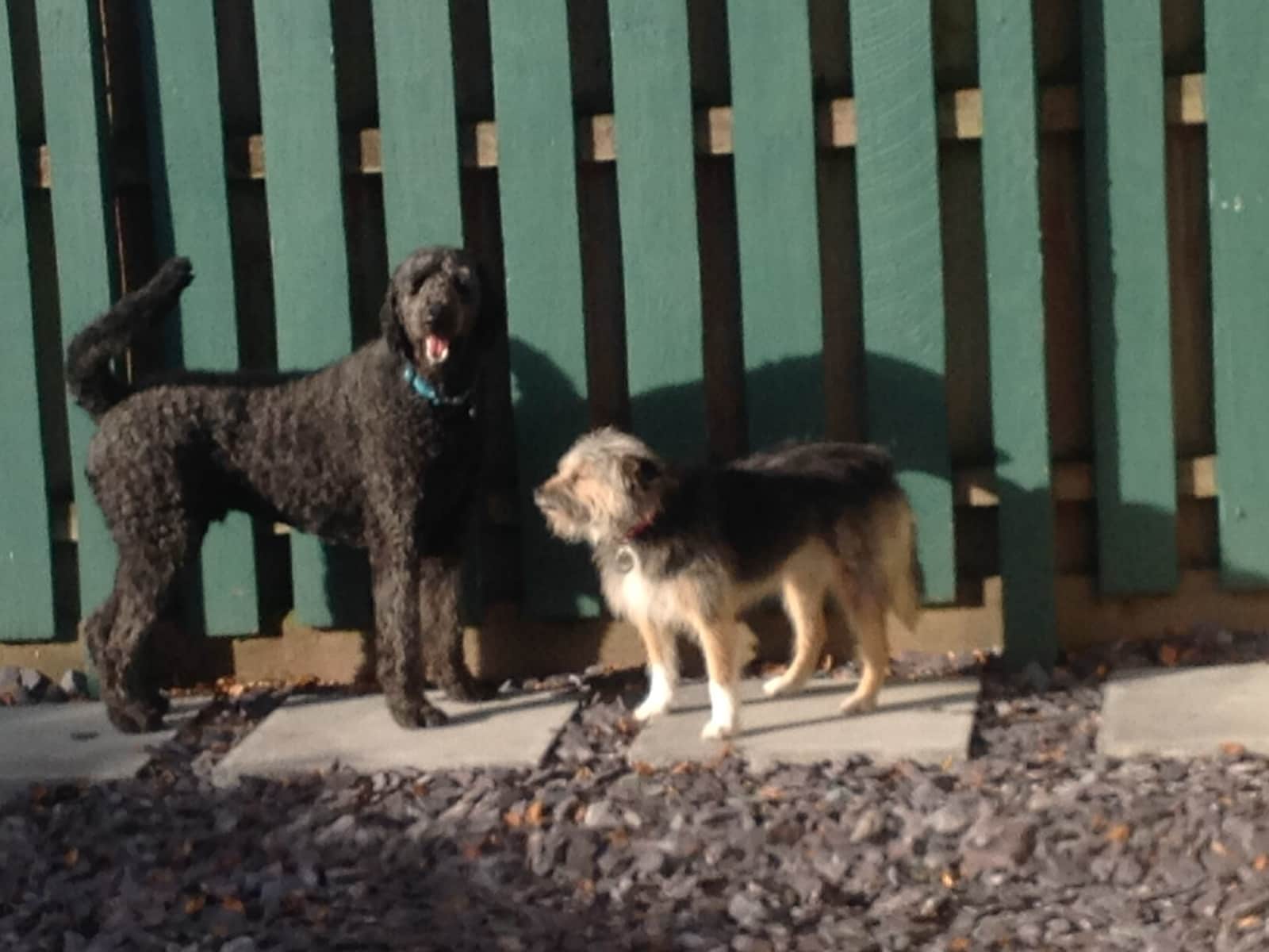 Housesitting assignment in Llandrindod Wells, United Kingdom