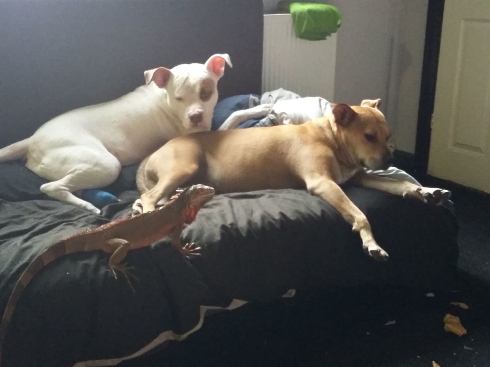 Housesitting assignment in Oldham, United Kingdom