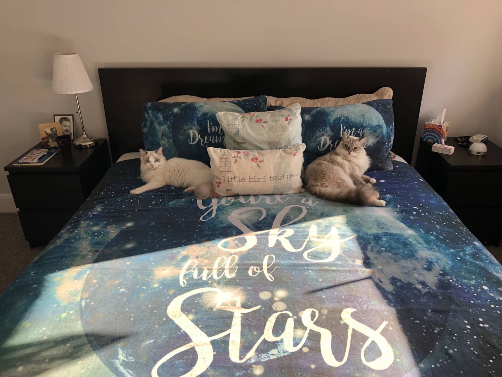 Housesitting assignment in London, United Kingdom