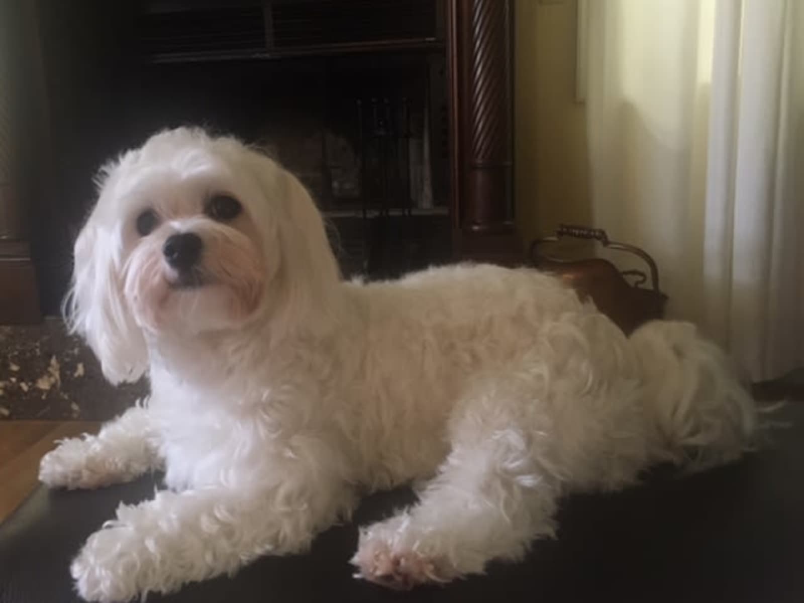 Housesitting assignment in Los Gatos, California, United States