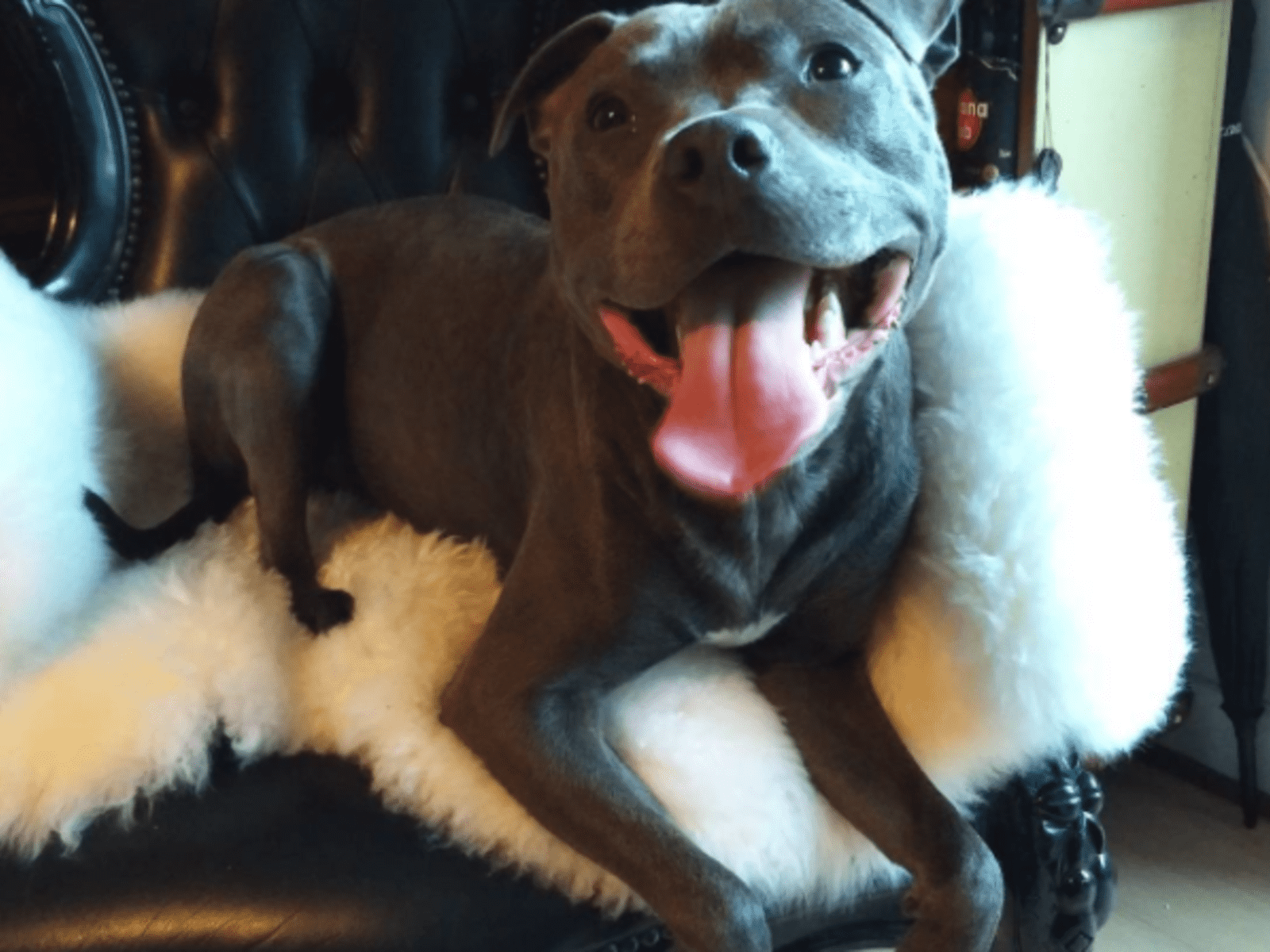 Housesitting assignment in London, United Kingdom