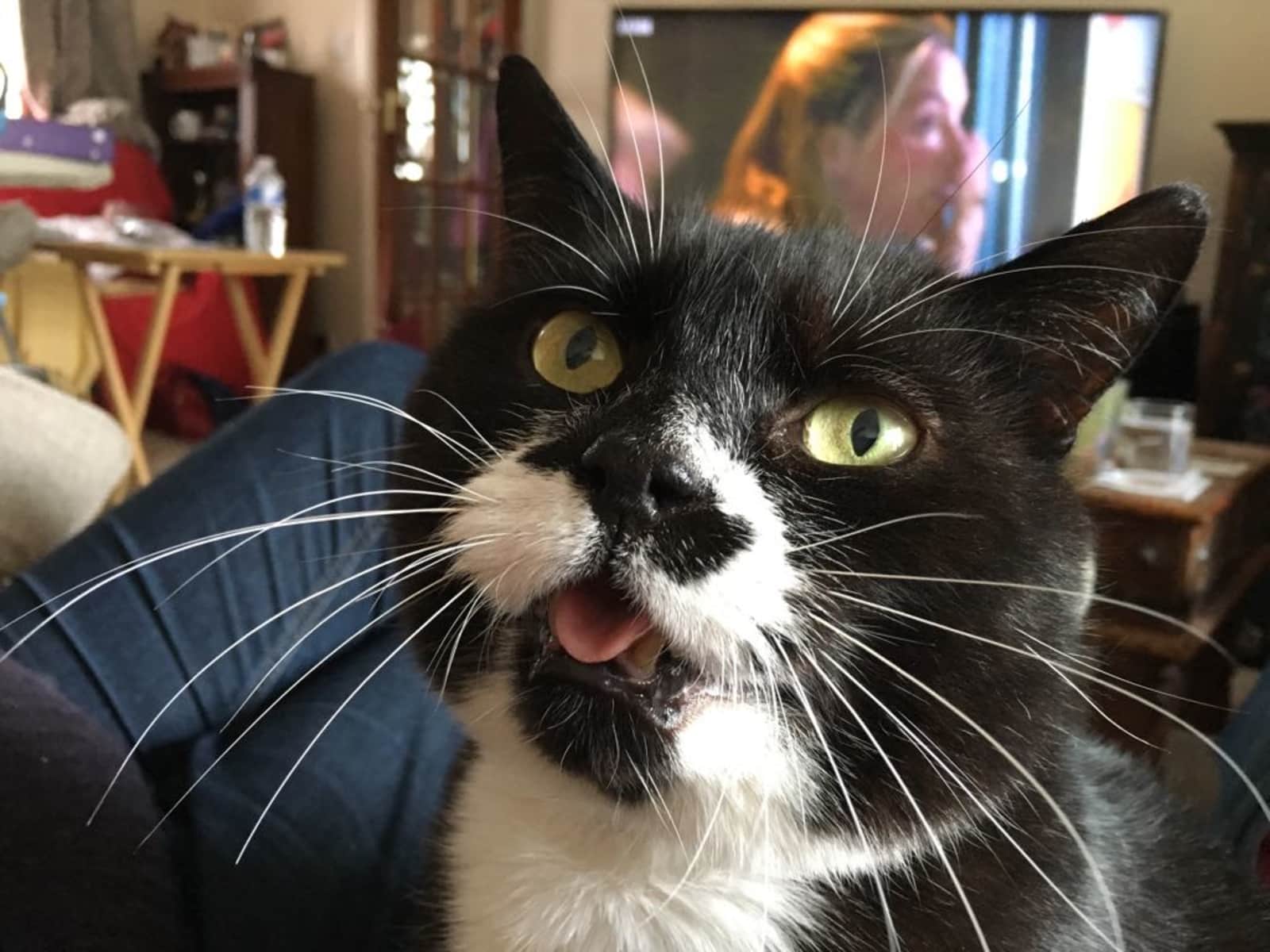 Housesitting assignment in Bedford, United Kingdom