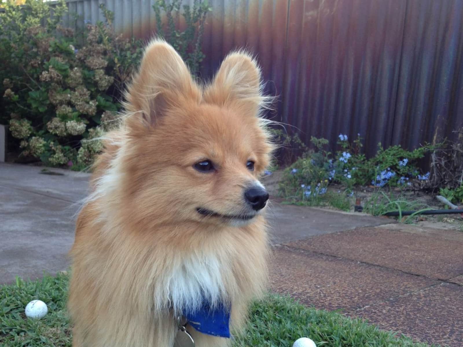 Housesitting assignment in Perth, Western Australia, Australia
