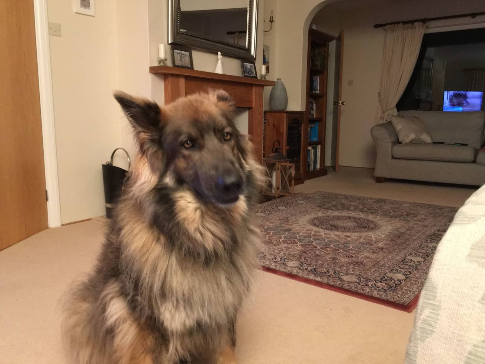 Housesitting assignment in Buckfastleigh, United Kingdom