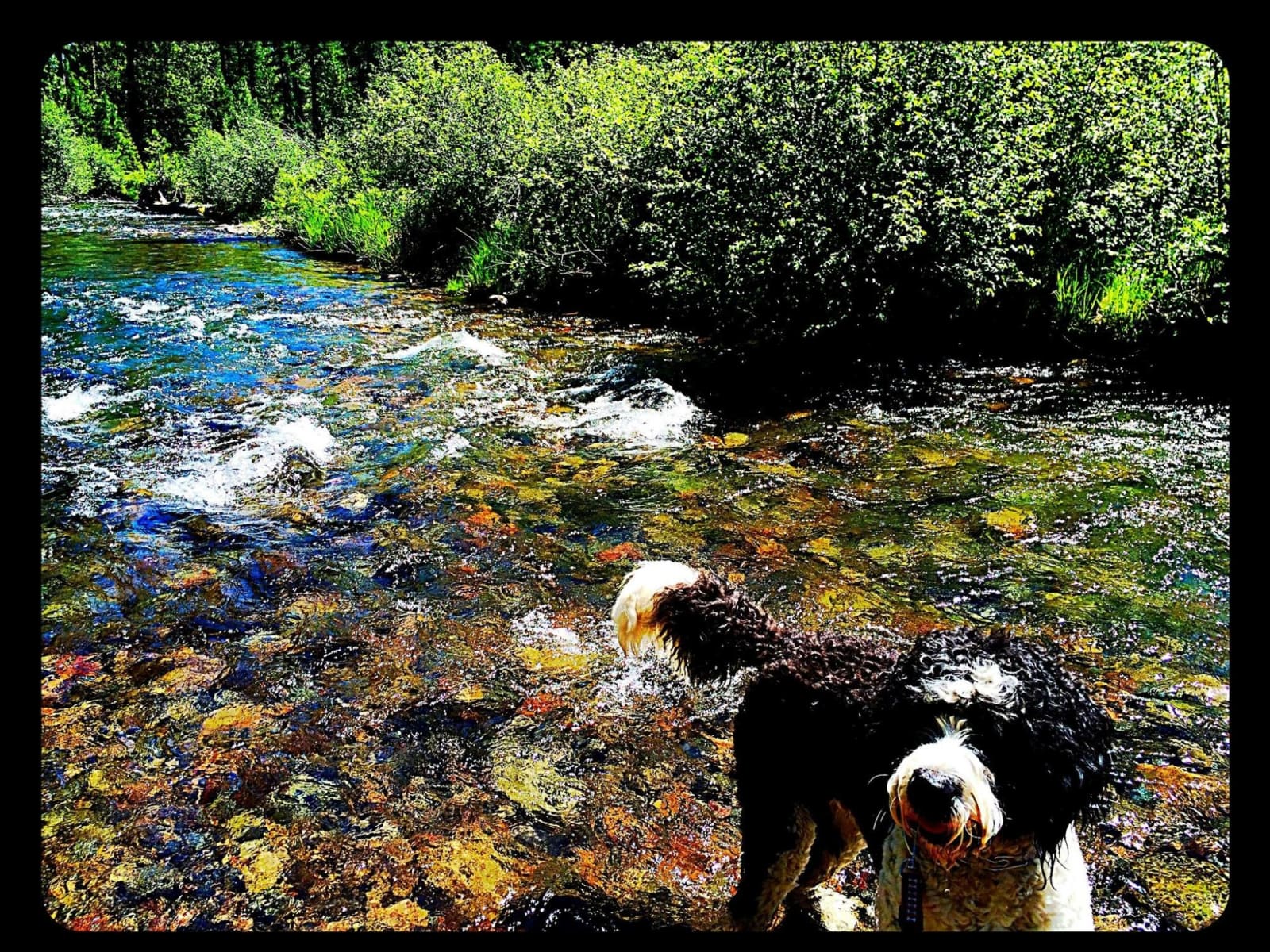 Housesitting assignment in Bend, Oregon, United States