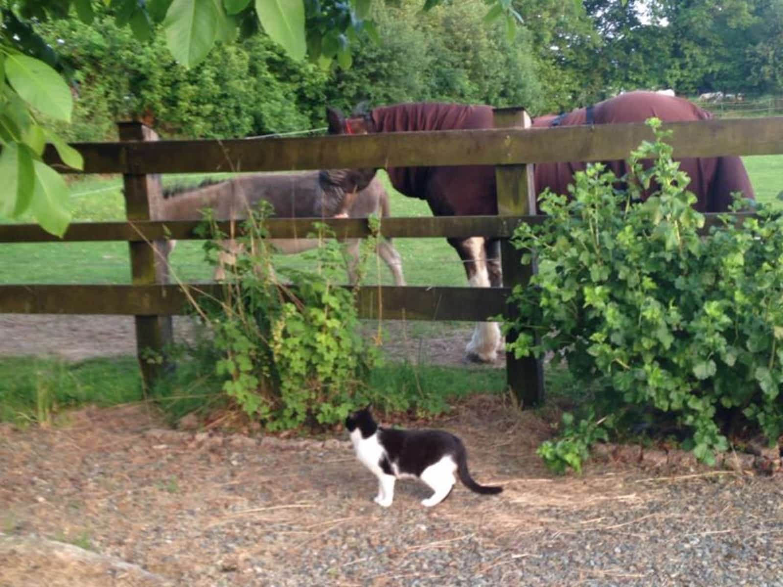 Housesitting assignment in Saint-Cyr-du-Bailleul, France