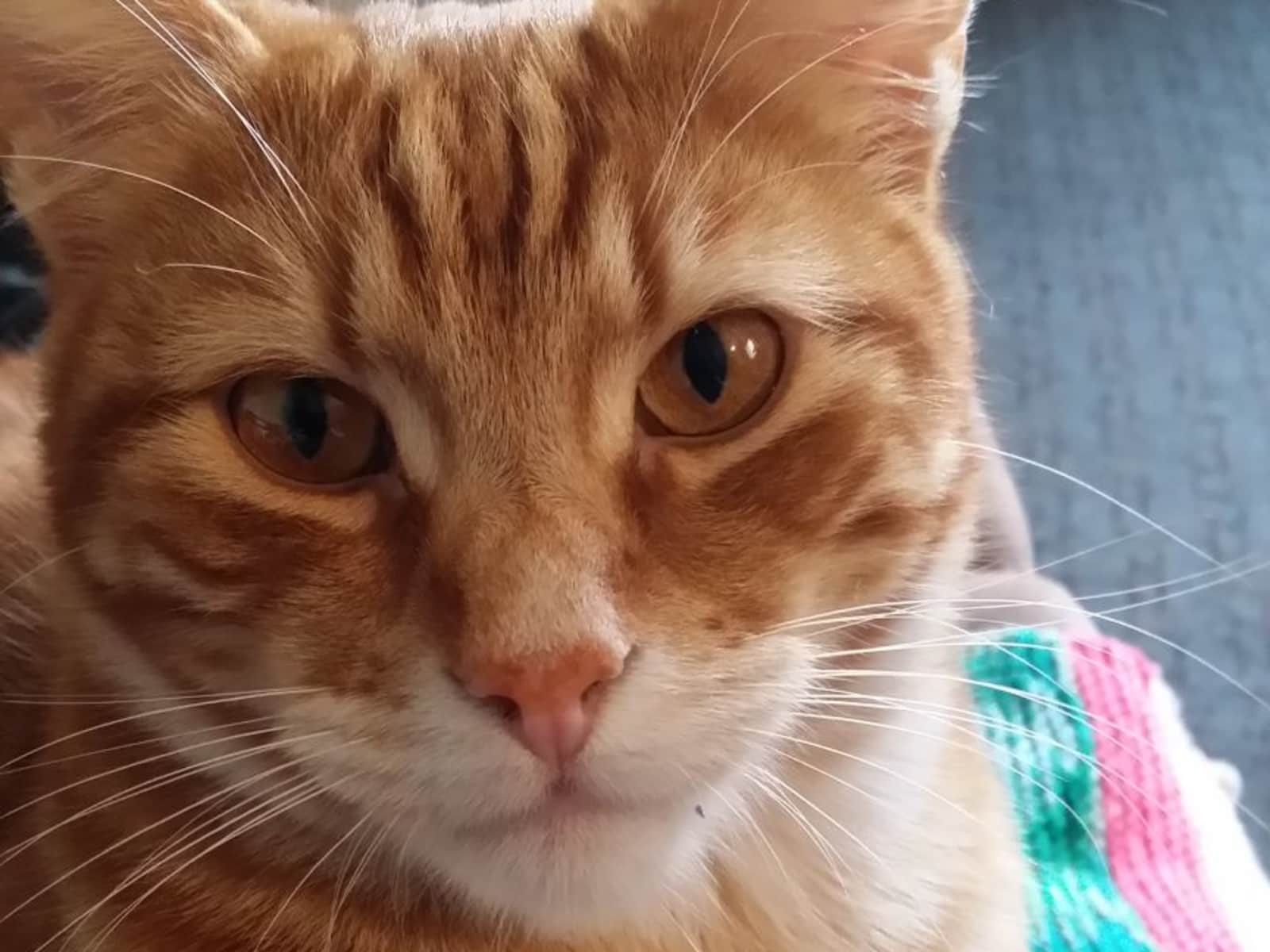 Housesitting assignment in Perth, Western Australia, Australia
