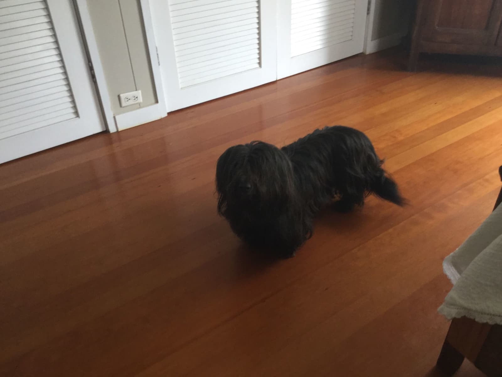 Housesitting assignment in Kāne‘ohe, Hawaii, United States