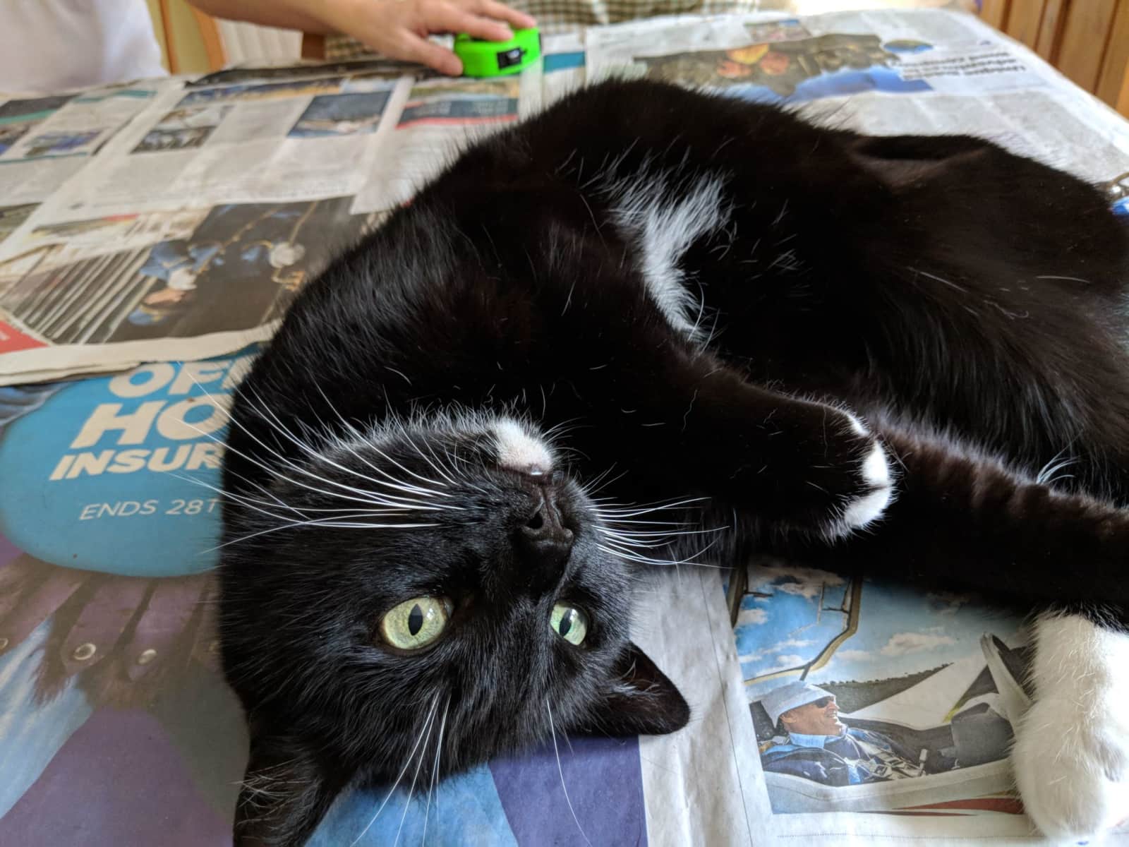 Housesitting assignment in Ulverston, United Kingdom