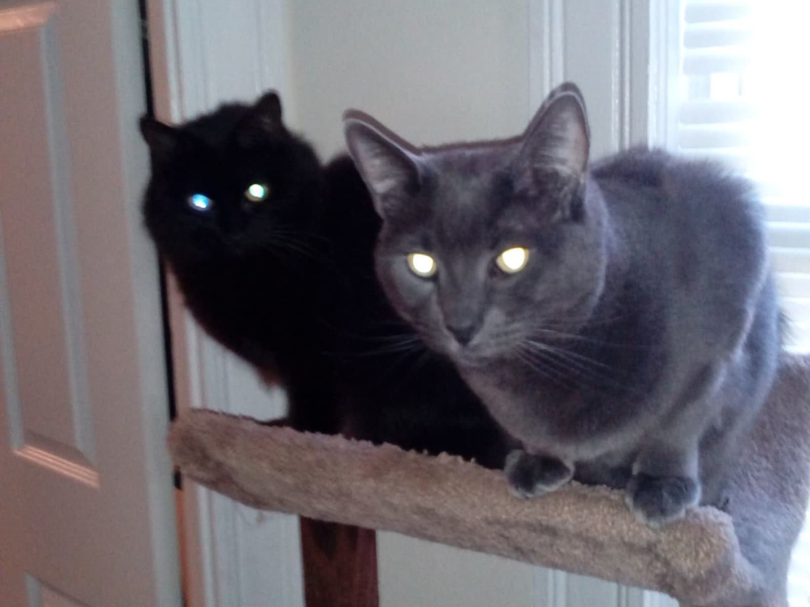 Housesitting assignment in Malden, Massachusetts, United States