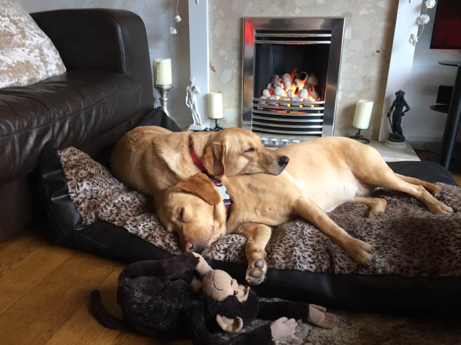 Housesitting assignment in Bristol, United Kingdom