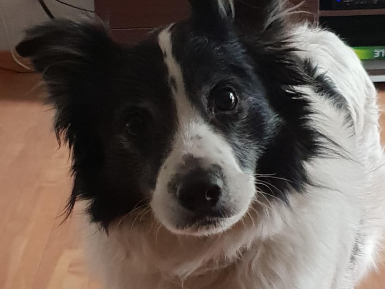 Housesitting assignment in South Lake, Western Australia, Australia