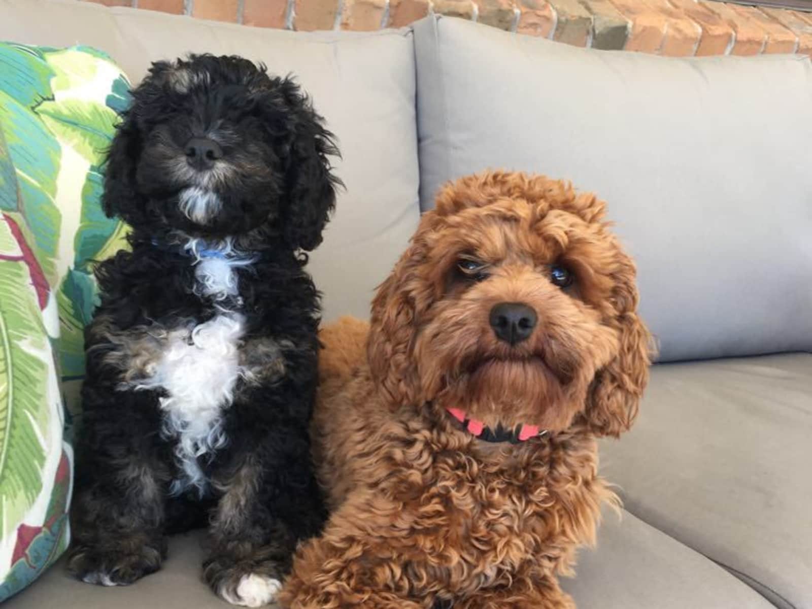 Housesitting assignment in Sydney, New South Wales, Australia