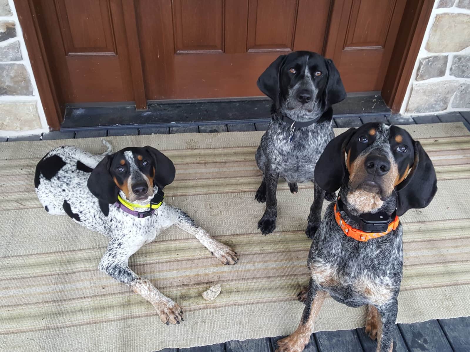 Housesitting assignment in Mount Pleasant Mills, Pennsylvania, United States