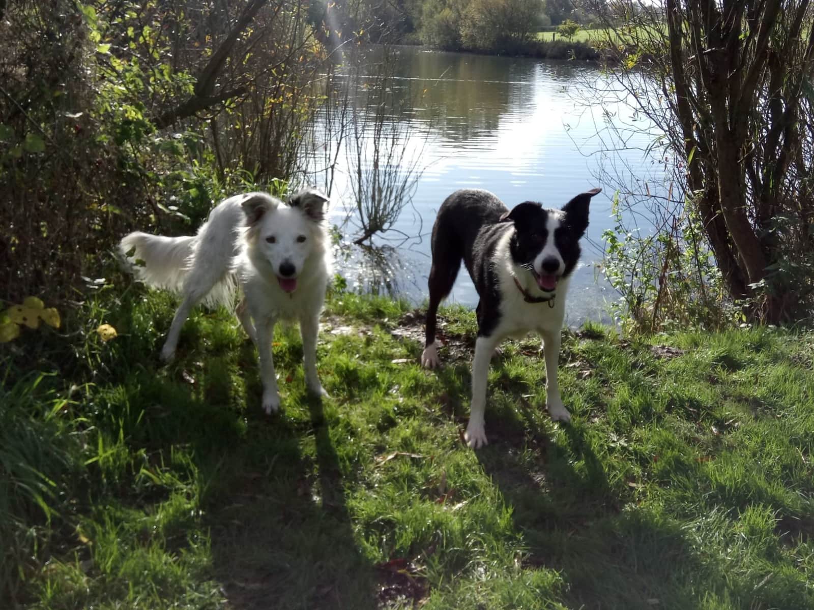 Housesitting assignment in Salisbury, United Kingdom