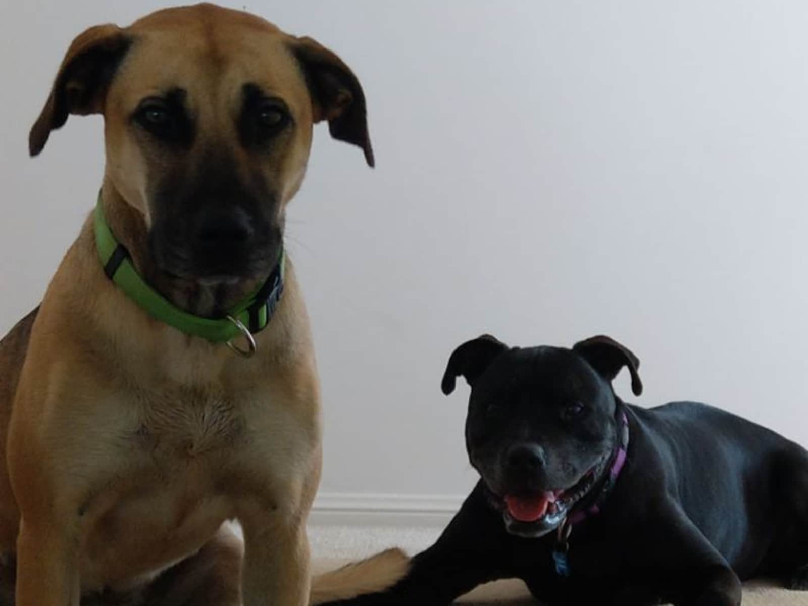 Housesitting assignment in Port Macquarie, New South Wales, Australia