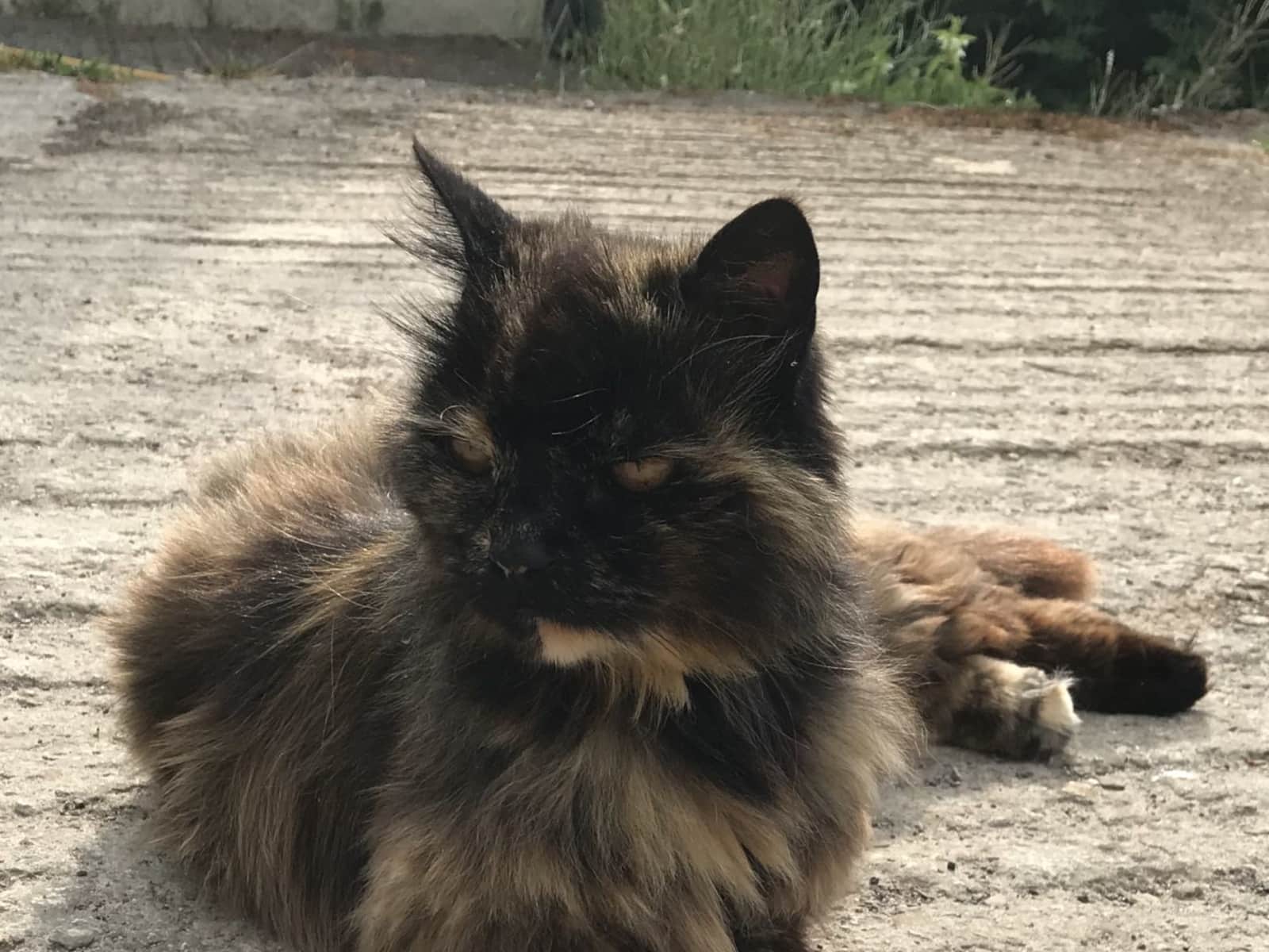 Housesitting assignment in Marlborough, United Kingdom