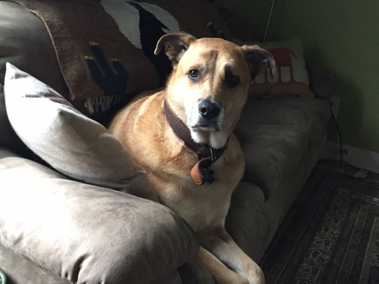 Housesitting assignment in Ventura, California, United States