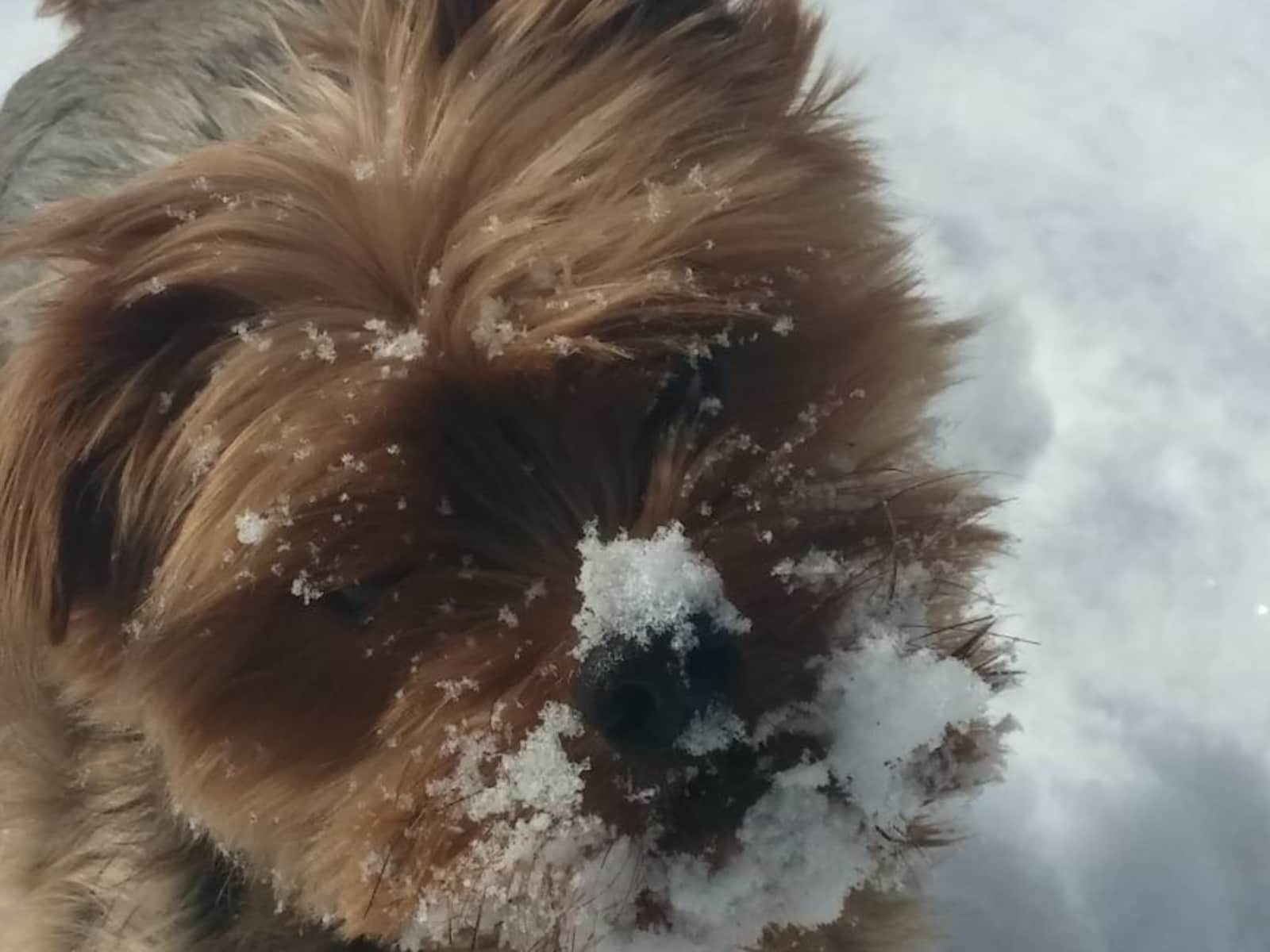 Monique from Ottawa, Ontario, Canada