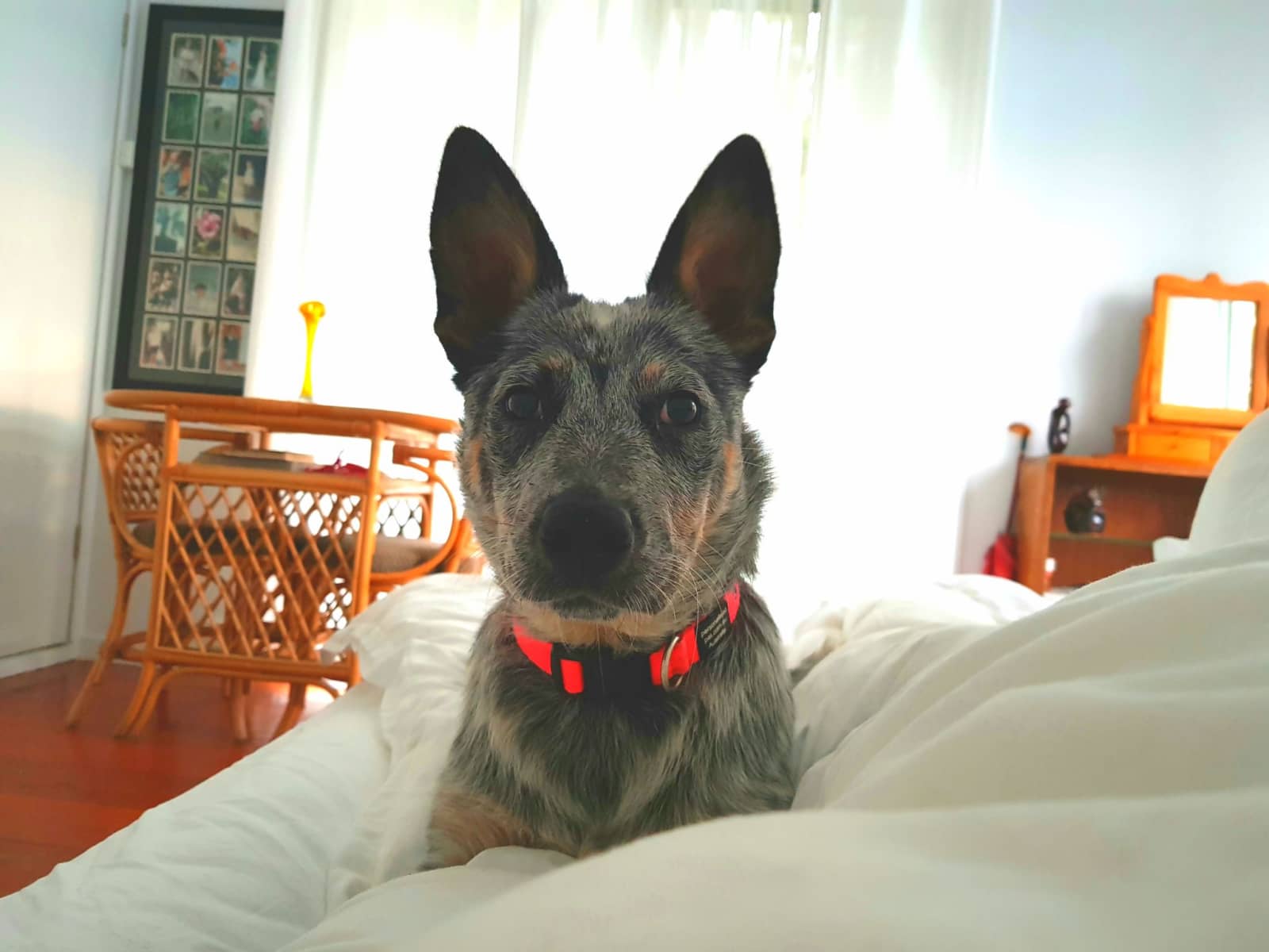 Housesitting assignment in Copacabana, New South Wales, Australia