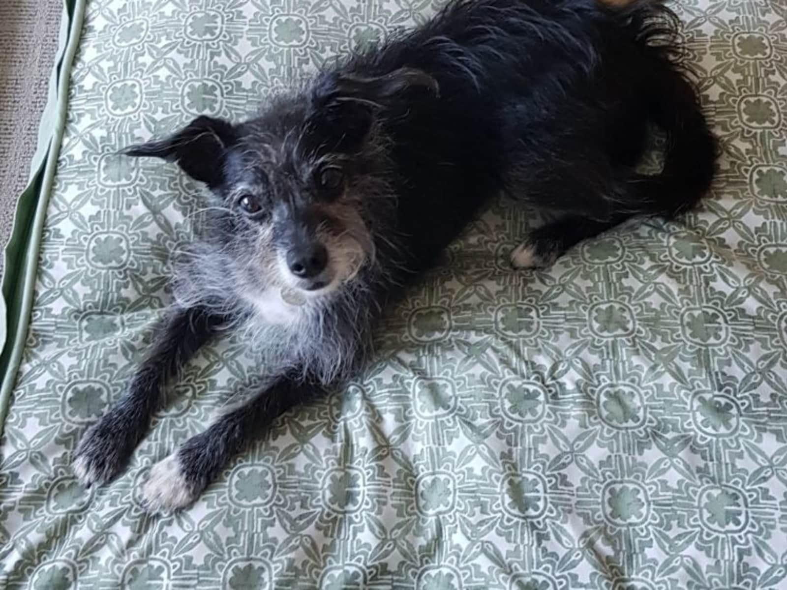 Housesitting assignment in Brisbane, Queensland, Australia