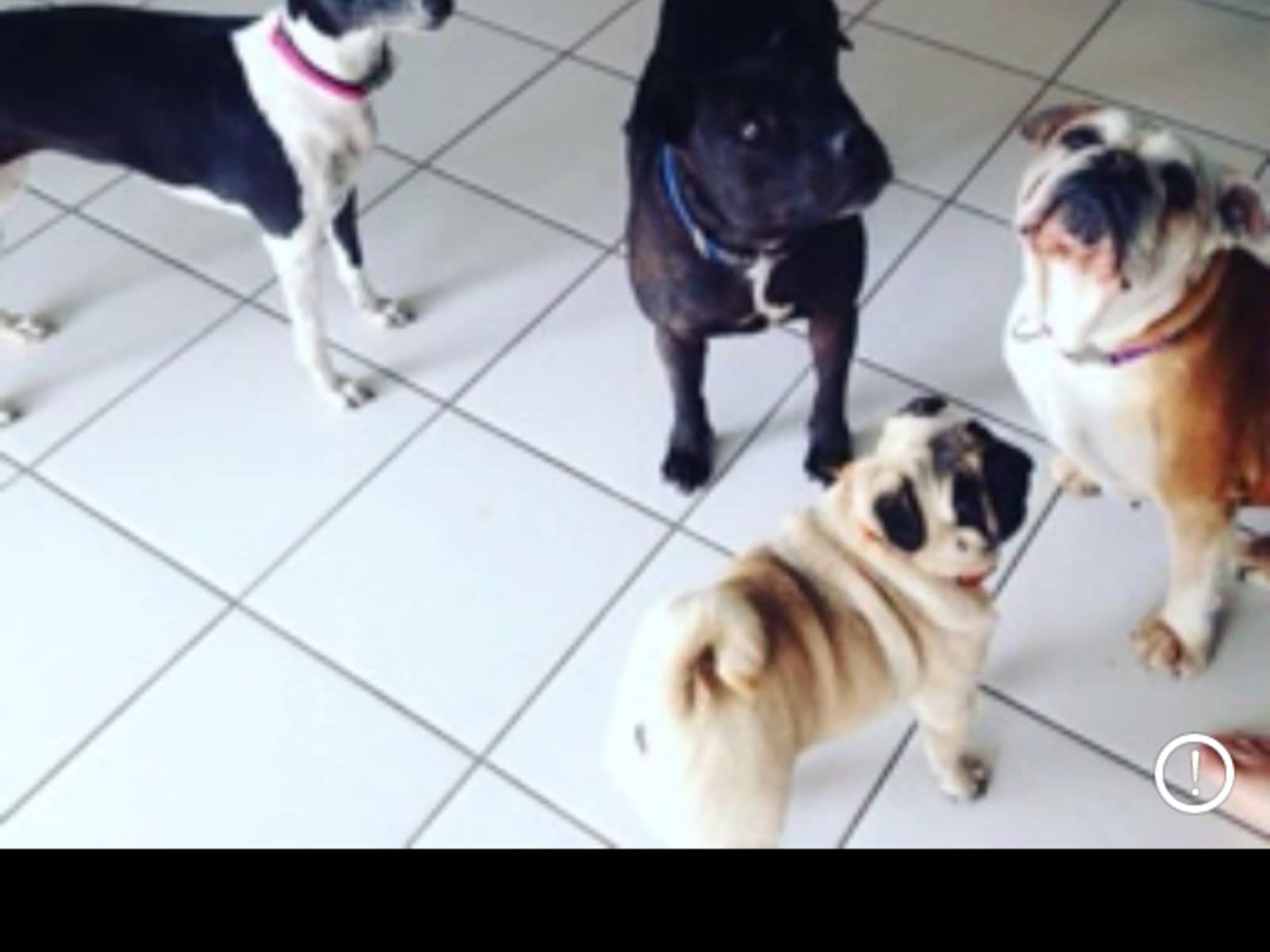 Housesitting assignment in Worragee, New South Wales, Australia