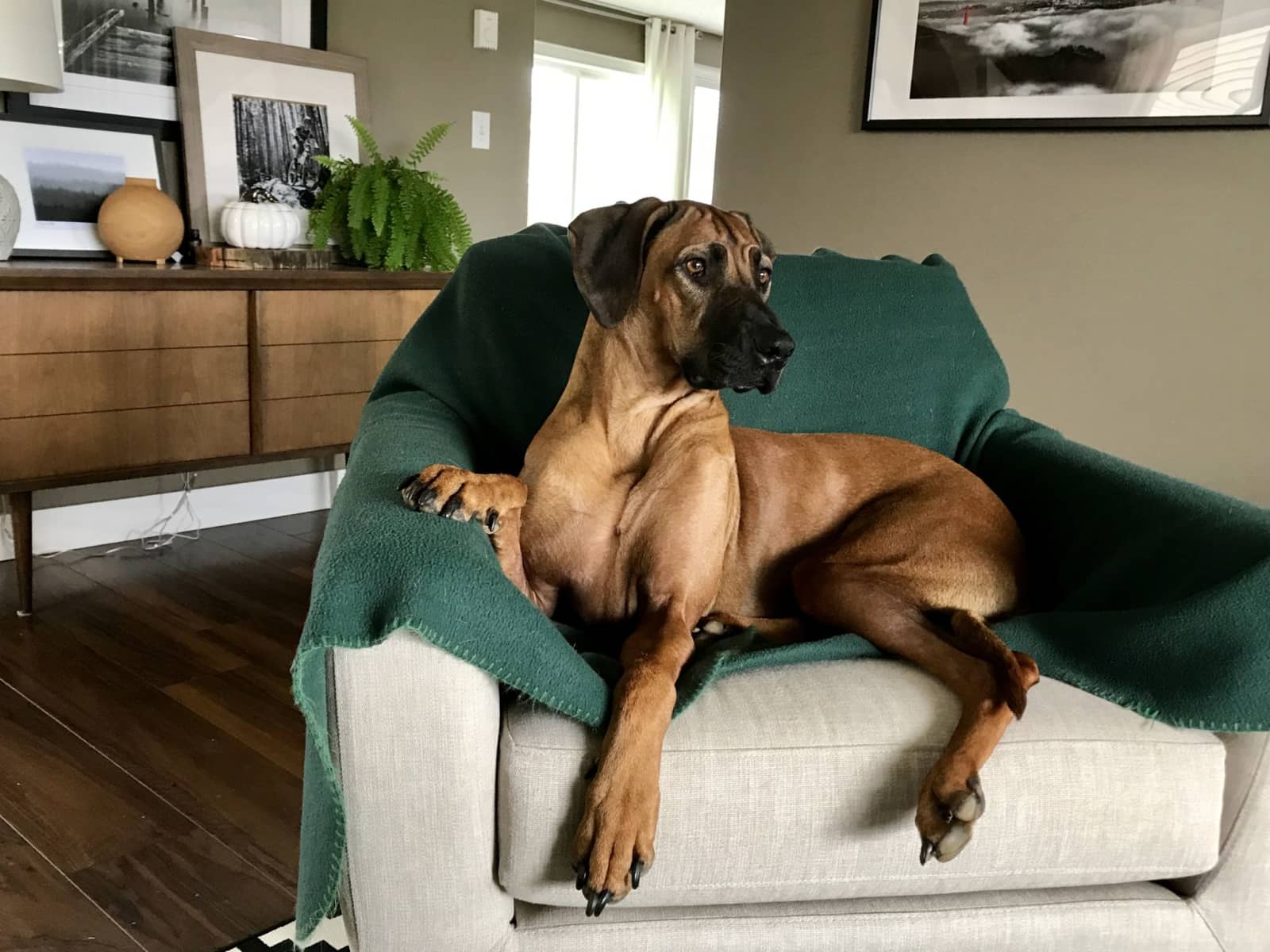 Housesitting assignment in Cumberland, British Columbia, Canada