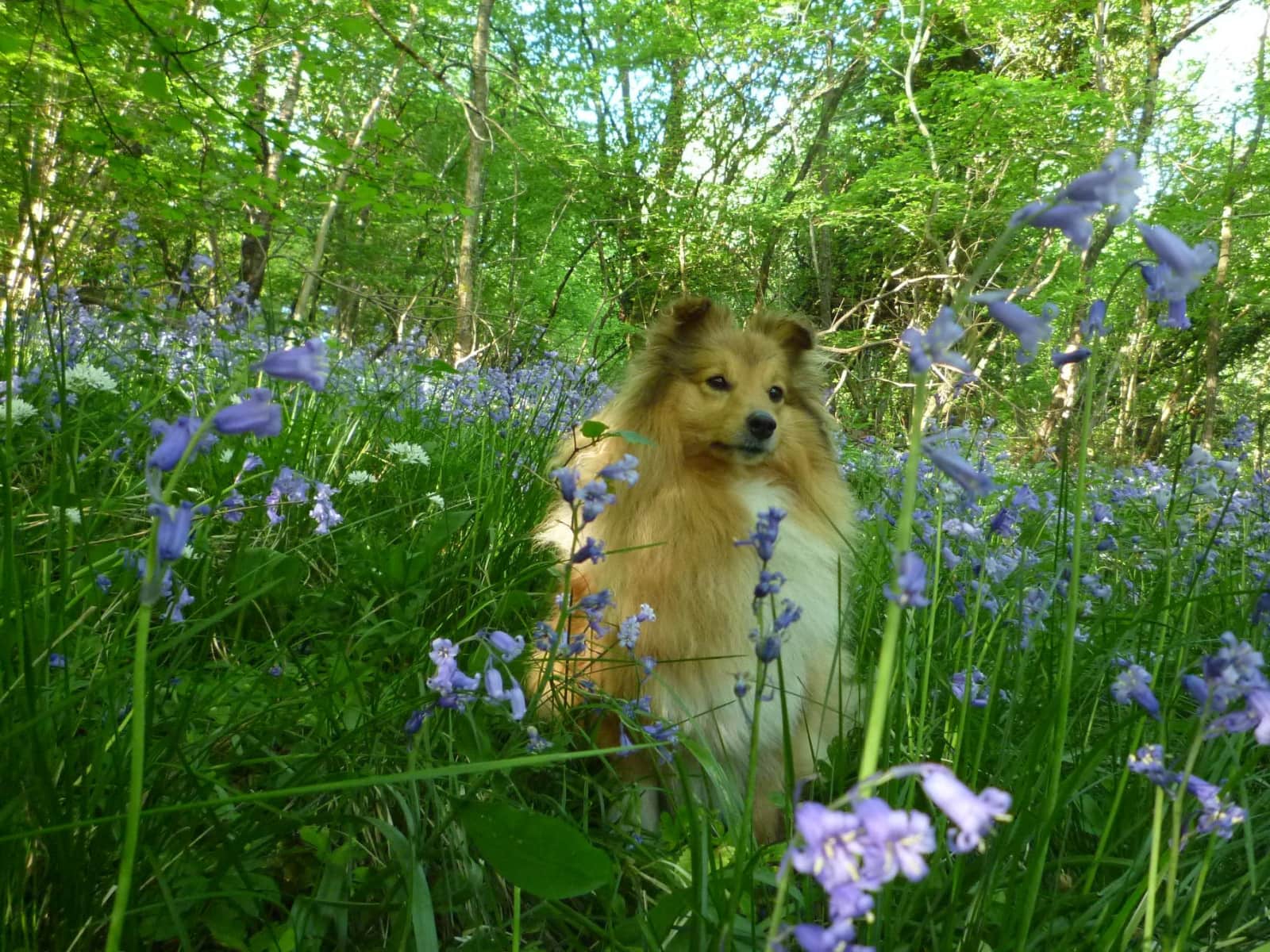 Housesitting assignment in Wells, United Kingdom