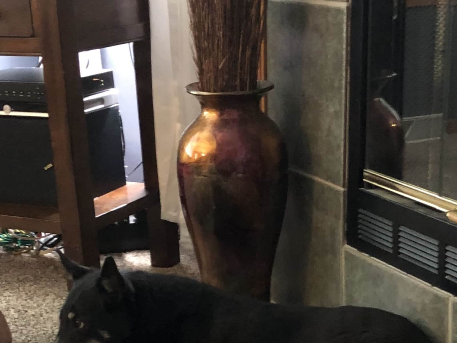 Housesitting assignment in Madison, Wisconsin, United States