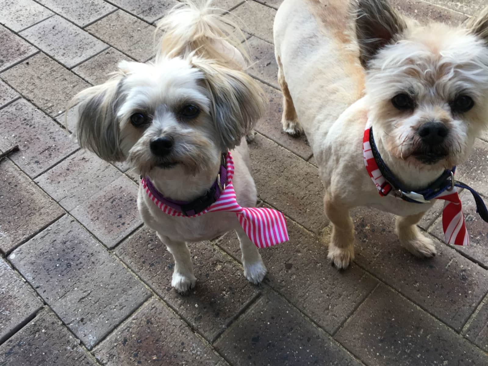Housesitting assignment in Mandurah, Western Australia, Australia
