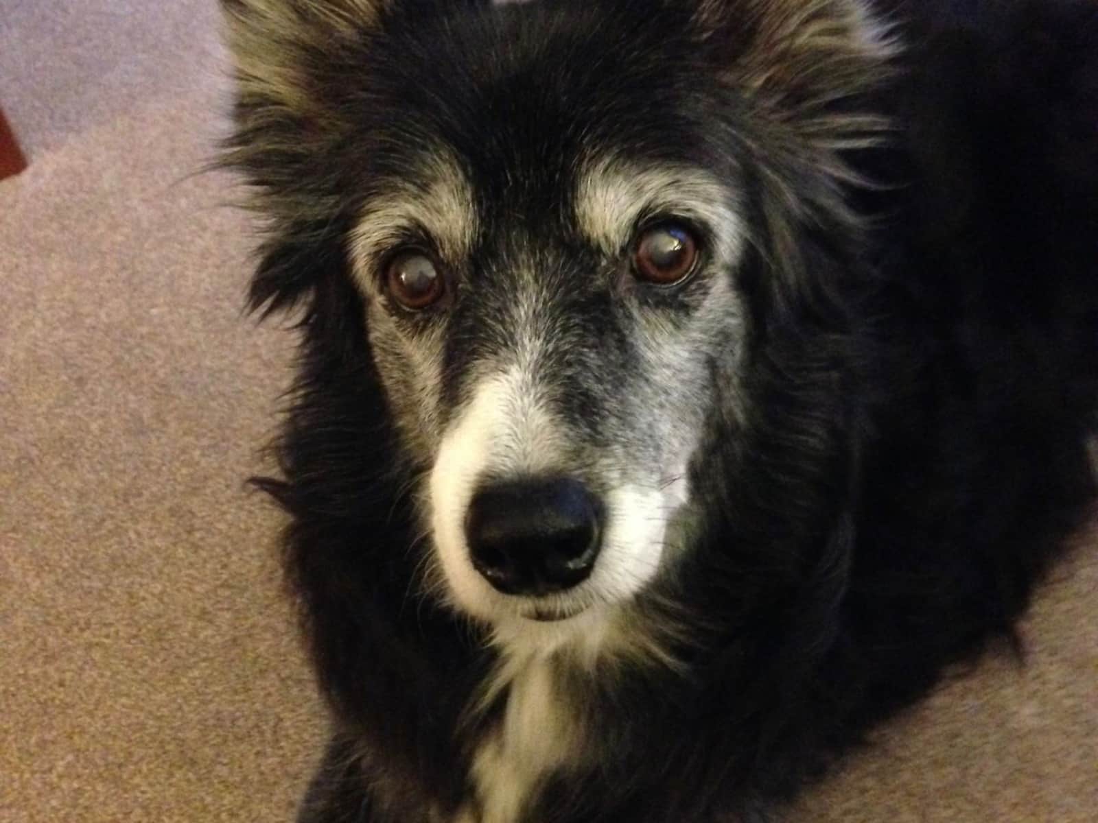 Housesitting assignment in Dalston, United Kingdom