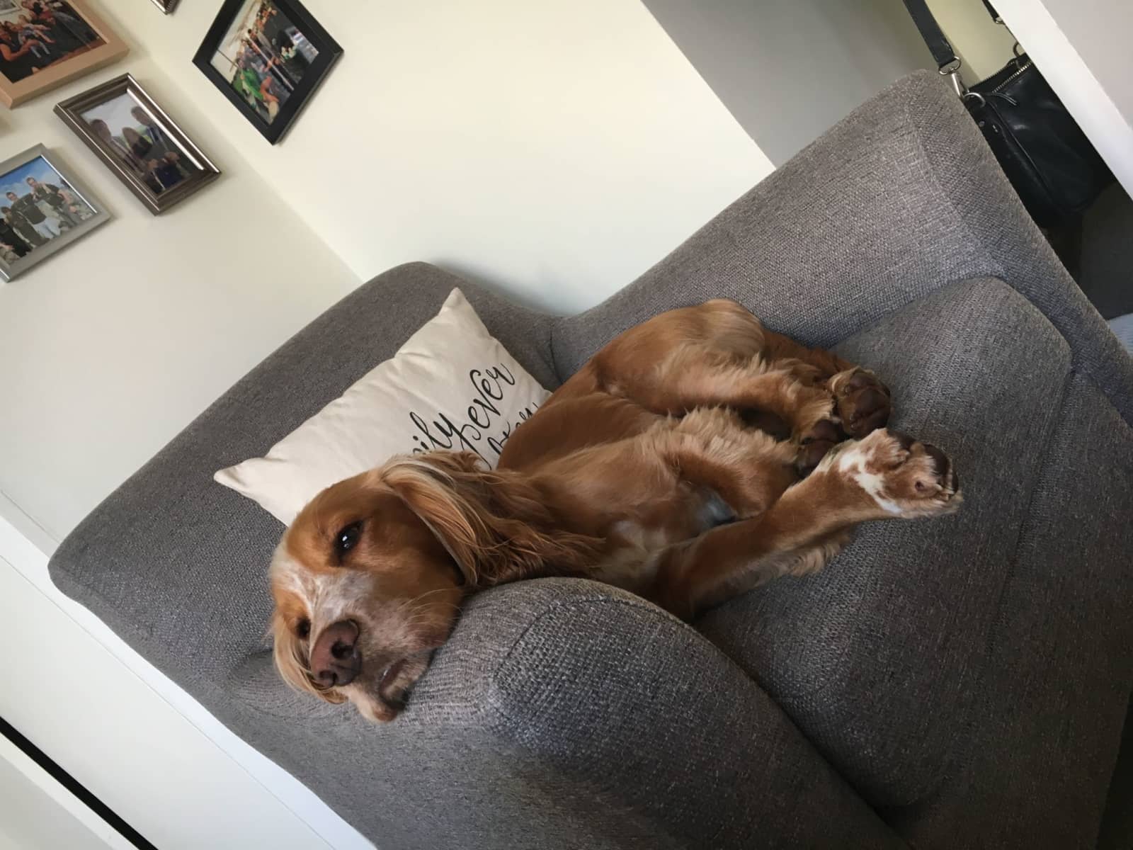 Housesitting assignment in Southfields, United Kingdom
