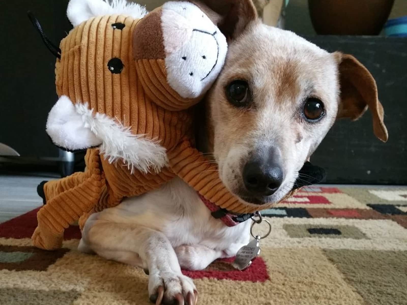 Housesitting assignment in Chiang Mai, Thailand