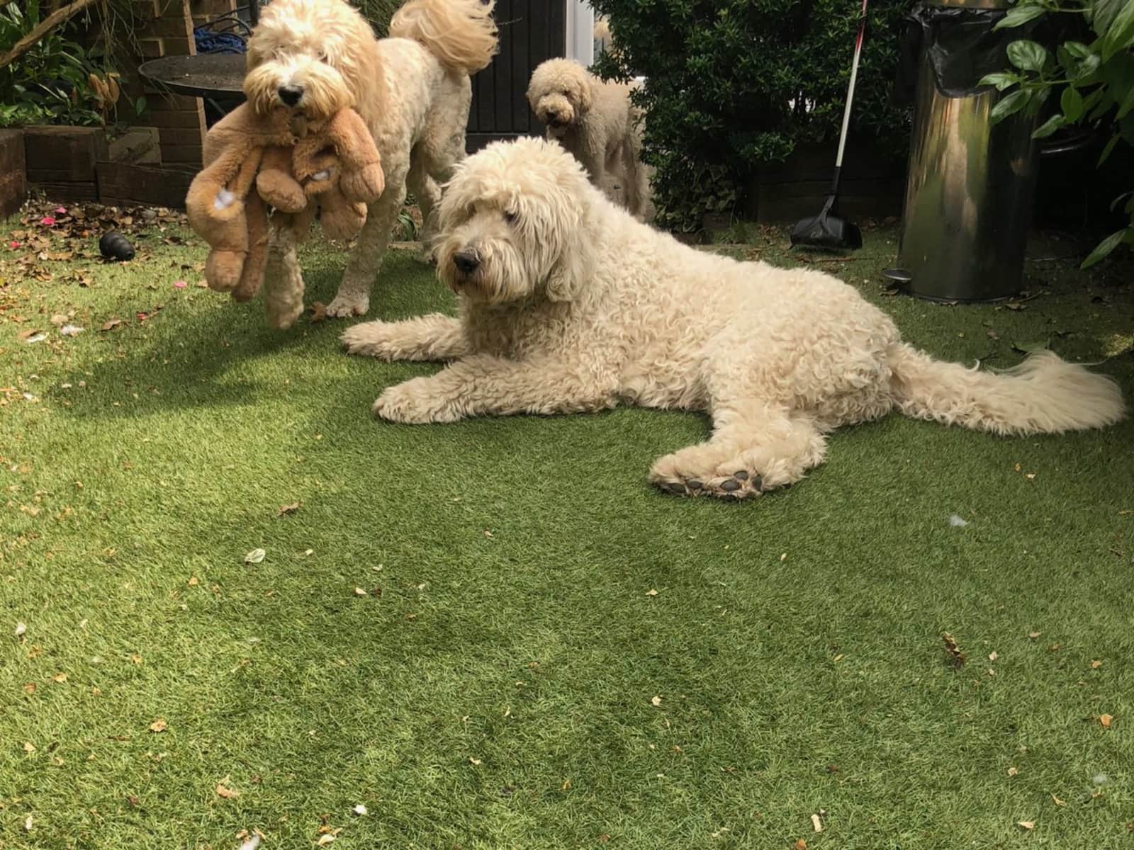 Housesitting assignment in Brentwood, United Kingdom